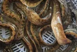 Ngoại hình giống rắn khiến nhiều người “né vội”, thế nhưng loài cá này lại là món khoái khẩu của nhiều người miền Tây bởi thịt ngọt và dai đặc biệt