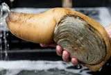 Nhìn hình thù ai cũng "đỏ mặt", loài hải sản này giờ lại trở thành món ăn xa xỉ của giới nhà giàu, giá có khi lên đến gần 10 triệu đồng/con