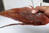 Loài cá có cái tên khiến nhiều người bật cười, từng bị chê "xấu xí" nay lại thành đặc sản giá tới 200.000 đồng/kg