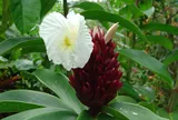 Loại cây mọc đầy ở quê từng bị xem là cỏ dại, giờ nhiều người săn tìm vì được ví như “khắc tinh” của sỏi tiết niệu và tiểu đường