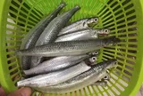 Loài cá có cái tên nghe như đang trách hờn, nay lại là đặc sản khiến nhiều người tìm ăn với hương vị nhớ mãi không quên