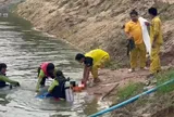 Dẫn trâu đi ăn cỏ, người đàn ông chết lặng khi nhận ra "người quen" nhờ một "vật thể lạ" bên bờ ao