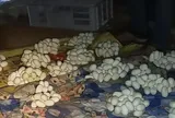 Xa nhà nửa năm, cửa vẫn khóa kín, nam thanh niên trở về rồi chết lặng khi phát hiện thứ "kỳ lạ" này phủ kín giường ngủ