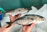 Nghe tên ai cũng bật cười, loài cá đặc sản này có giá tới 450.000 đồng/kg vẫn được thực khách săn lùng
