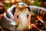 Thấy chồng bị rắn hổ mang cắn, vợ liều mình hút nọc độc rồi cả hai cùng vào viện
