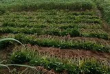 Cậu con trai hí hửng ra đồng giúp mẹ từ sáng sớm, ai ngờ vì một cuộc gọi mà xảy ra tình huống "dở khóc dở cười"