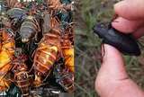 Nhìn bề ngoài không mấy bắt mắt, loài côn trùng này giờ được "săn lùng" với giá hơn 3,3 triệu đồng/kg, chủ trại thu hàng tỷ đồng mỗi năm