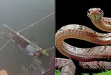 Bé trai 13 tuổi bị rắn độc cắn, gia đình chủ quan không đưa đến bệnh viện mà lại làm điều mê tín này: Cái kết khiến nhiều người xót xa