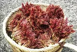 Một loại cây quen thuộc ở vùng núi Việt Nam bất ngờ "đổi đời" tại nước ngoài, giá bán khiến nhiều người ngạc nhiên