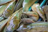 Nhìn vẻ ngoài chẳng có gì nổi bật nhưng loại cá này lại được nhiều người tìm mua vì vừa ngon vừa bổ, giá chỉ vài chục nghìn/kg