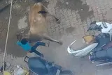 Camera ghi lại cảnh bé trai 7 tuổi đang đi cùng mẹ thì bất ngờ bị một con bò lao tới húc văng lên không trung, diễn biến sau đó khiến nhiều người thót tim