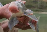Nhìn phần miệng ai cũng lắc đầu vì quá "xấu xí", nhưng loài cá này từng là đặc sản tiến vua, giá có lúc lên tới 5 triệu đồng/kg