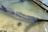 Phát hiện "vị khách khổng lồ" bơi lạc vào vùng nước nông, ngư dân dốc sức cứu hộ suốt nhiều giờ nhưng cái kết vẫn khiến nhiều người tiếc nuối
