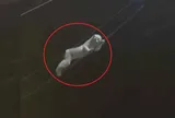 "Vị khách lạ" có đôi mắt tròn xoe nhìn chằm chằm xuống từ dây điện khiến người dân “nổi da gà”, biết khả năng đặc biệt của nó ai cũng dè chừng
