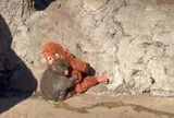 Từng chạy về ôm thú bông mỗi khi bị đồng loại xua đuổi, “khỉ con cô đơn” Punch giờ đây đã có cuộc sống hoàn toàn khác, trở thành “ngôi sao” giúp cả vườn thú "đổi đời"
