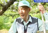 Lão nông bàng hoàng phát hiện hàng nghìn quả lê trị giá hàng trăm triệu đồng bỗng "không cánh mà bay": Quyết định sau đó khiến nhiều người tiếc nuối