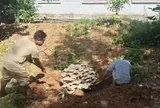 Người dân "nổi da gà" khi phát hiện "vật thể lạ "lớn như một gốc cây trong rừng: Kết quả giám định khiến tất cả sửng sốt