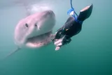 “Thủy quái” dài gần 3,7 mét khiến giới khoa học chú ý: Được gọi là “Sharkzilla” vì kích thước khổng lồ, kết quả xét nghiệm cuối cùng gây bất ngờ