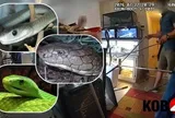 Phát hiện 60 con rắn độc trong căn nhà, người dân bức xúc khi biết chúng được nuôi gần trẻ nhỏ, chuyên gia cảnh báo mối nguy còn nằm ở điều đáng lo hơn