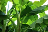 Loại lá rụng đầy vườn, nhiều nơi ở Việt Nam còn đốt bỏ nhưng sang Nhật được bán gần 500.000 đồng/chiếc