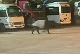 Nửa đêm thấy “quái thú” lững thững giữa bãi xe, chuyên gia nhìn bộ lông đen trắng liền nhận ra đây là loài duy nhất còn sống tại châu Á