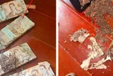 Mở két lấy tiền, người phụ nữ suýt ngất trước cảnh tượng đáng sợ bên trong: Bất ngờ khi biết "danh tính" của "kẻ phá hoại"