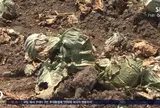 Nắng nóng kéo dài ở Hàn Quốc khiến bắp cải cháy lá, khoai tây mềm nhũn như luộc, đào nhiều lớp đất vẫn không tìm được củ nào còn nguyên vẹn