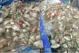 Ngư dân kéo mẻ lưới gần 200 kg cá, thế nhưng lại phát hiện ra điều đáng lo