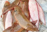 Ít xương dăm, thịt ngọt dễ ăn, loại cá quen thuộc này còn là món ngon giàu dưỡng chất ít người để ý
