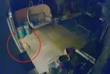 Camera ghi lại cảnh "sinh vật lạ" rình mò trong vườn rồi lẻn vào nhà: Bé gái 3 tháng tuổi sau đó phải nhập viện, bác sĩ xác nhận điều này