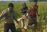 “Thứ đáng sợ” nằm giữa cánh đồng lúa khiến người dân hoảng hốt, cả làng phải "xắn tay" vây bắt