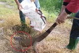 "Godzilla cỡ nhỏ" khiến người phụ nữ đang làm ruộng bất ngờ vứt cuốc, la hét bỏ chạy