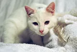 Hai con mèo chết bất thường, bé gái 4 tuổi thường xuyên ngủ cùng chúng tử vong thương tâm do mắc bệnh dại