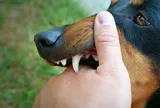 Hai trẻ nhỏ bị chó dữ lao vào tấn công, kết quả xét nghiệm khiến người dân lo lắng
