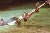 Chủ xe tá hỏa khi phát hiện trăn "đột nhập" vào khoang động cơ giữa đêm