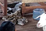 Chó và dê liên tục biến mất suốt nhiều ngày, tiếng động giữa đống gỗ hé lộ con vật "khổng lồ" dài hơn 3,6m khiến nhiều người "nổi da gà"