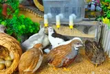 Cải tạo trường học bỏ hoang thành trang trại nuôi gà “tí hon”, chàng trai thu tiền tỷ mỗi tháng khiến nhiều người bất ngờ