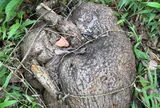 Loại củ “xấu xí” thường dùng trong bài thuốc an thần, nhiều người đào về ngâm rượu: Chuyên gia cảnh báo điều này