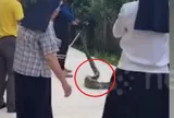 Giáo viên và học sinh hoảng hốt vì bất ngờ phát hiện "vị khách" khổng lồ dài tới 4m chậm rãi trườn qua sân trường