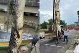 Vừa bắt được "quái thú" dài hơn 5m, nhóm thợ săn tiếp tục phát hiện cá thể khổng lồ thứ 2 khiến nhiều người kinh ngạc