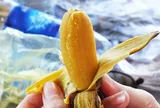 Loại chuối “lạ” ở Việt Nam: Không ngon như chuối thường khi ăn trực tiếp, luộc lên lại ngọt thơm như mật ong, được chế biến thành nhiều món ăn hấp dẫn