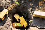 Đào đất làm bể bơi, người đàn ông bất ngờ phát hiện kho vàng trị giá 20 tỷ đồng trong vườn nhà