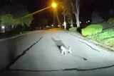 Chú chó cưng đứng giữa đường sủa inh ỏi về phía xe cảnh sát, lý do phía sau khiến nhiều người xúc động