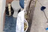Rắn hổ mang chúa dài hơn 3m trong nhà vệ sinh khiến cả khu dân cư hốt hoảng