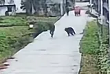 Tưởng có thể ném đá đuổi gấu, cụ ông nhận cái kết đắng: Camera ghi lại khoảnh khắc khiến người xem thót tim