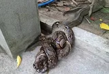 Khoảnh khắc rắn hổ mang chúa dài hơn 4m quấn chặt con trăn gần hồ bơi khiến nhiều người "nổi da gà"