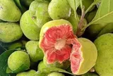 Ngày bé trèo cây hái ăn chẳng mất tiền, lớn lên mới thấy thứ quả này được bán giá cao 'ngất ngưởng', người thành phố vẫn tìm mua mỗi mùa hè