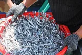 Bé tẹo, giá chỉ 20.000 đồng/kg, người Việt ăn từ bao đời: Loại cá từng bị xem là “thức ăn nhà nghèo” có gì đặc biệt?