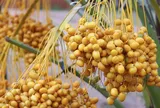 Loại quả mọc thành từng chùm, cắn dọc ngọt lịm, cắn ngang lại chát: Việt Nam cũng bán, giá bao nhiêu?