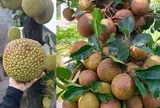 Loại quả quê không mê vị ngọt sắc, lại khiến người ăn nhớ mãi bởi thứ “mật” bên trong